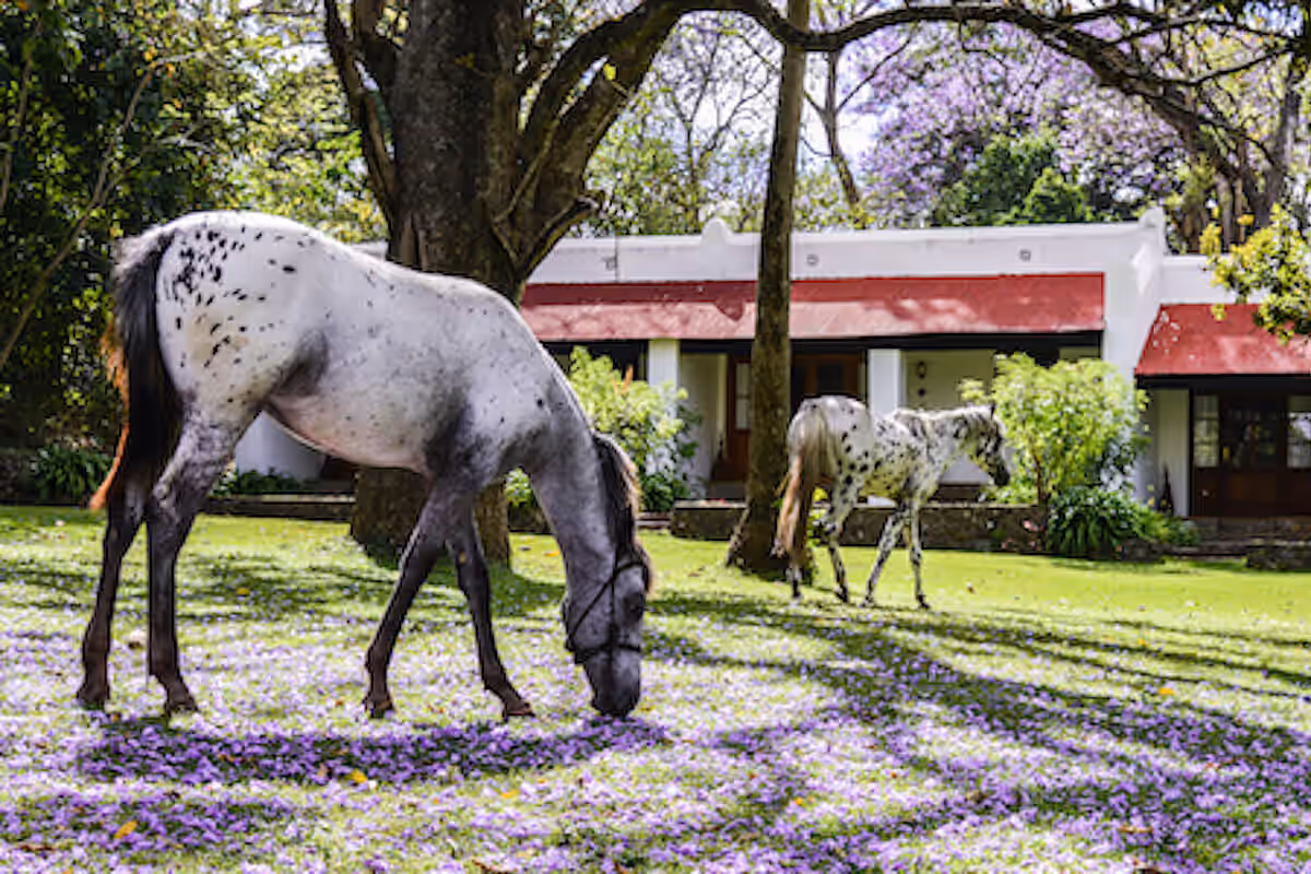 Ngare Sero Mountain Lodge gallery 2