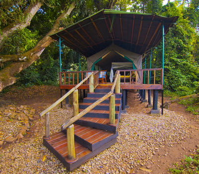 Forest Tent