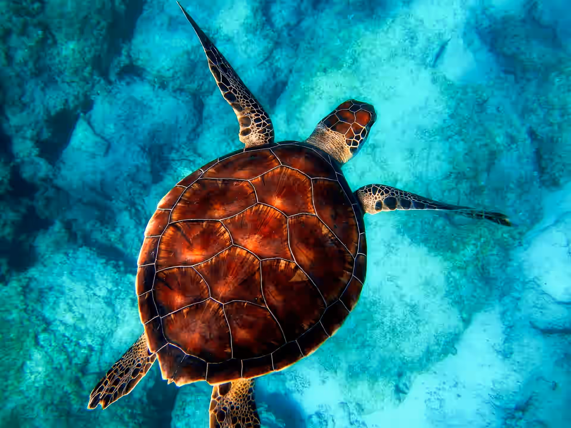 Snorkeling Mnemba Atoll gallery 11