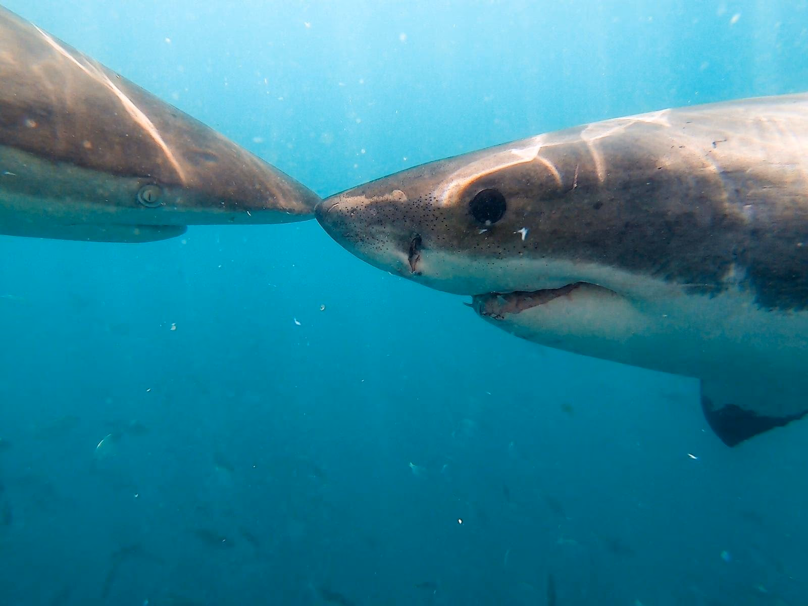 Apex Shark Cage Diving & Marine Big Five Eco-Tour gallery 0