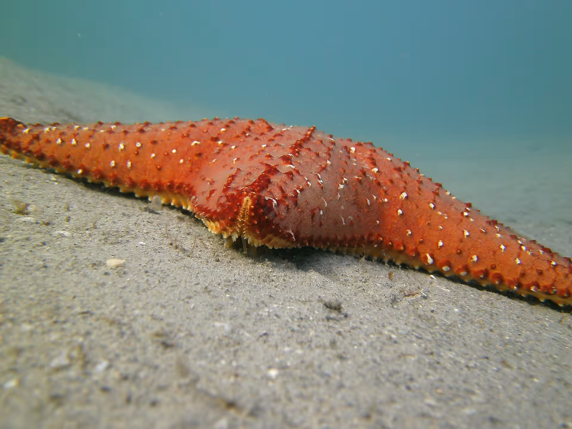 Snorkeling Mnemba Atoll gallery 8