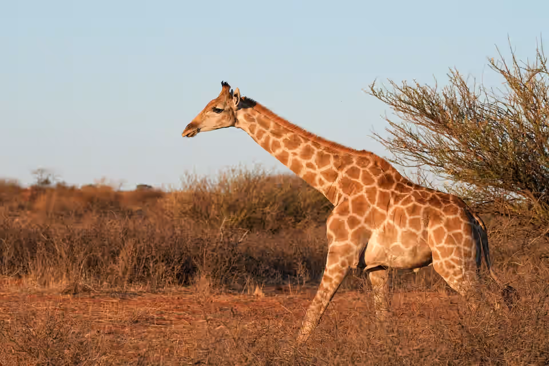 Walking Safari in Serengeti National Park gallery 2