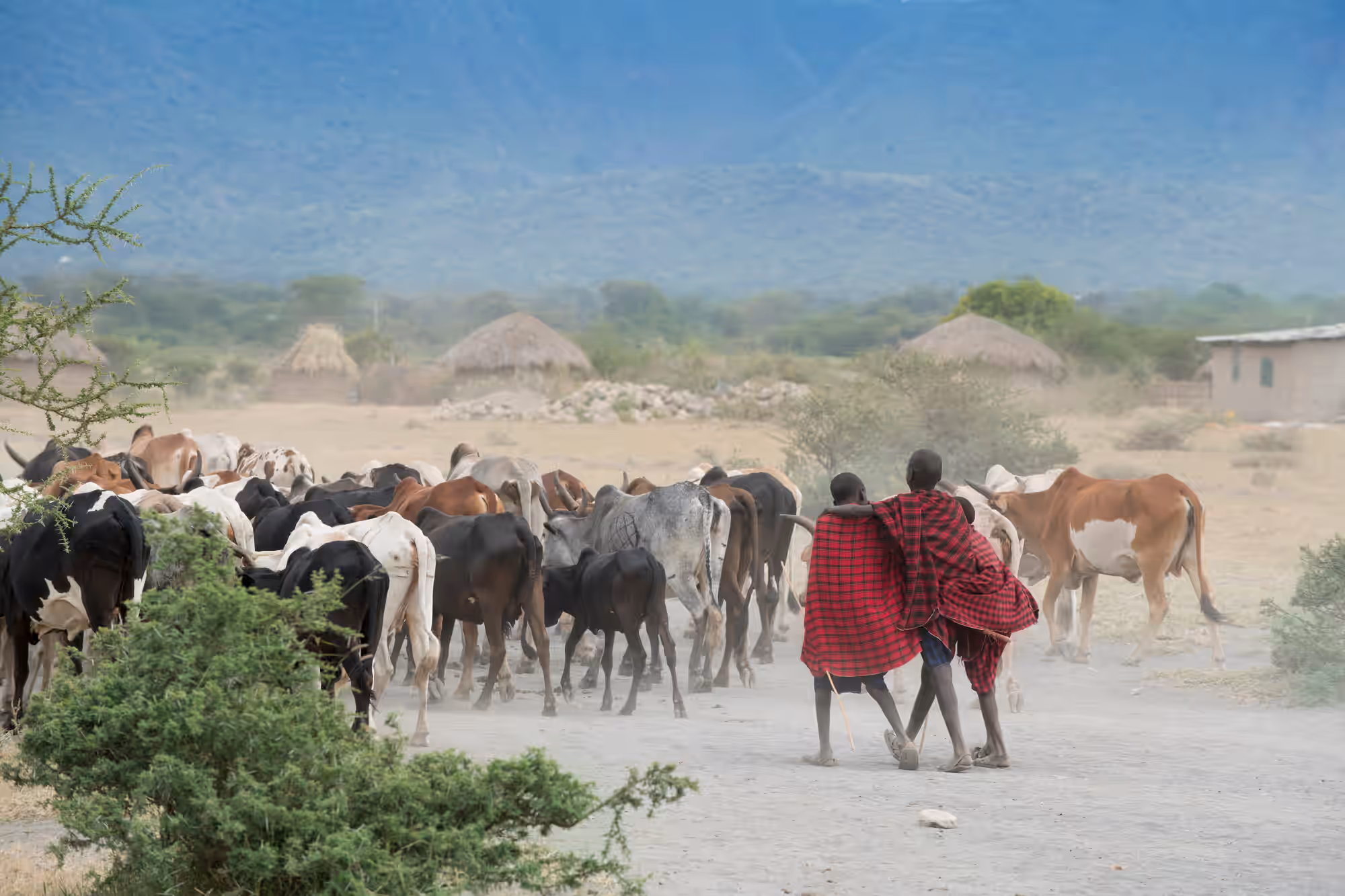 visiting Maasai Boma gallery 4