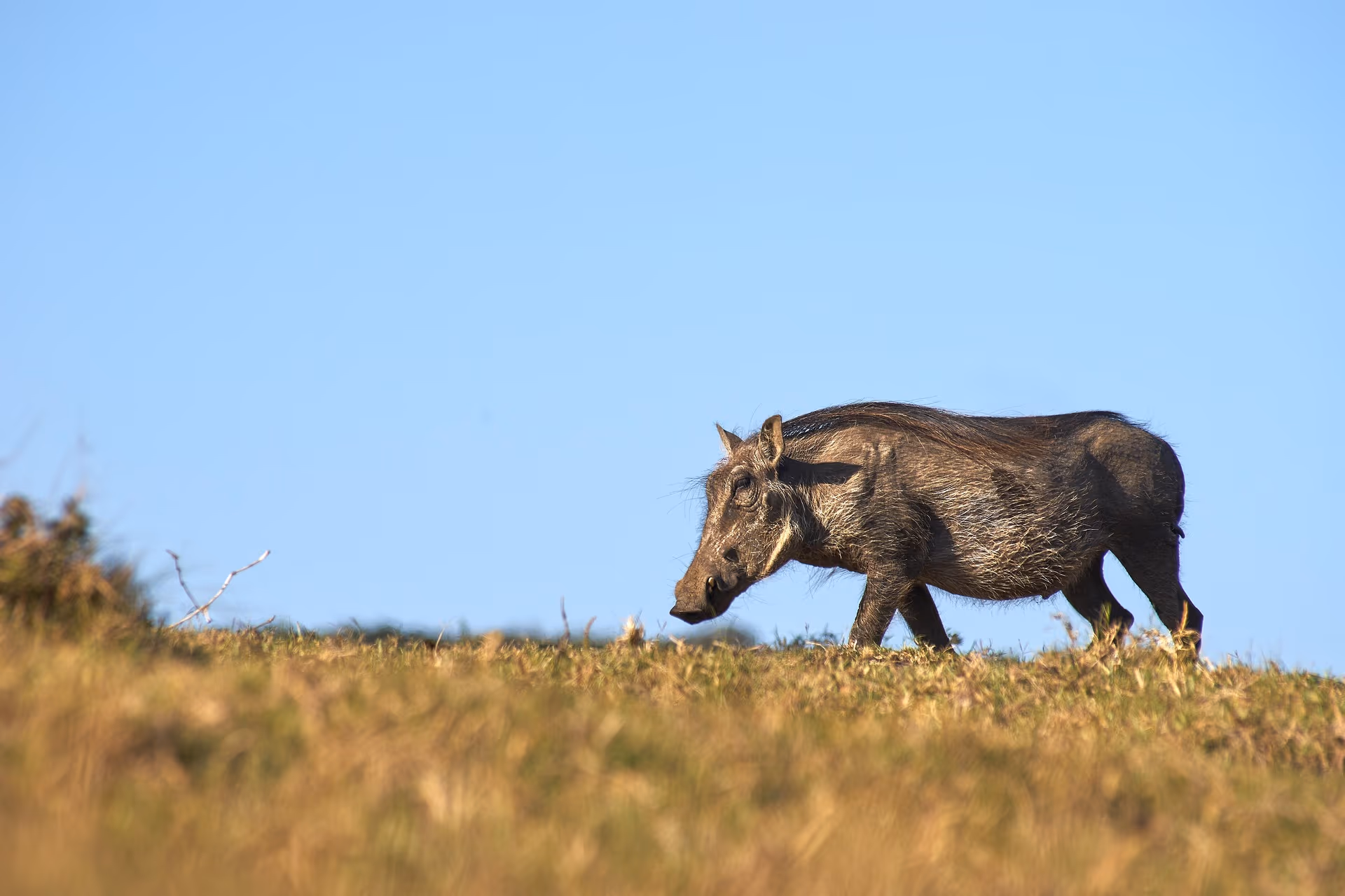 Walking Safari in Serengeti National Park gallery 3
