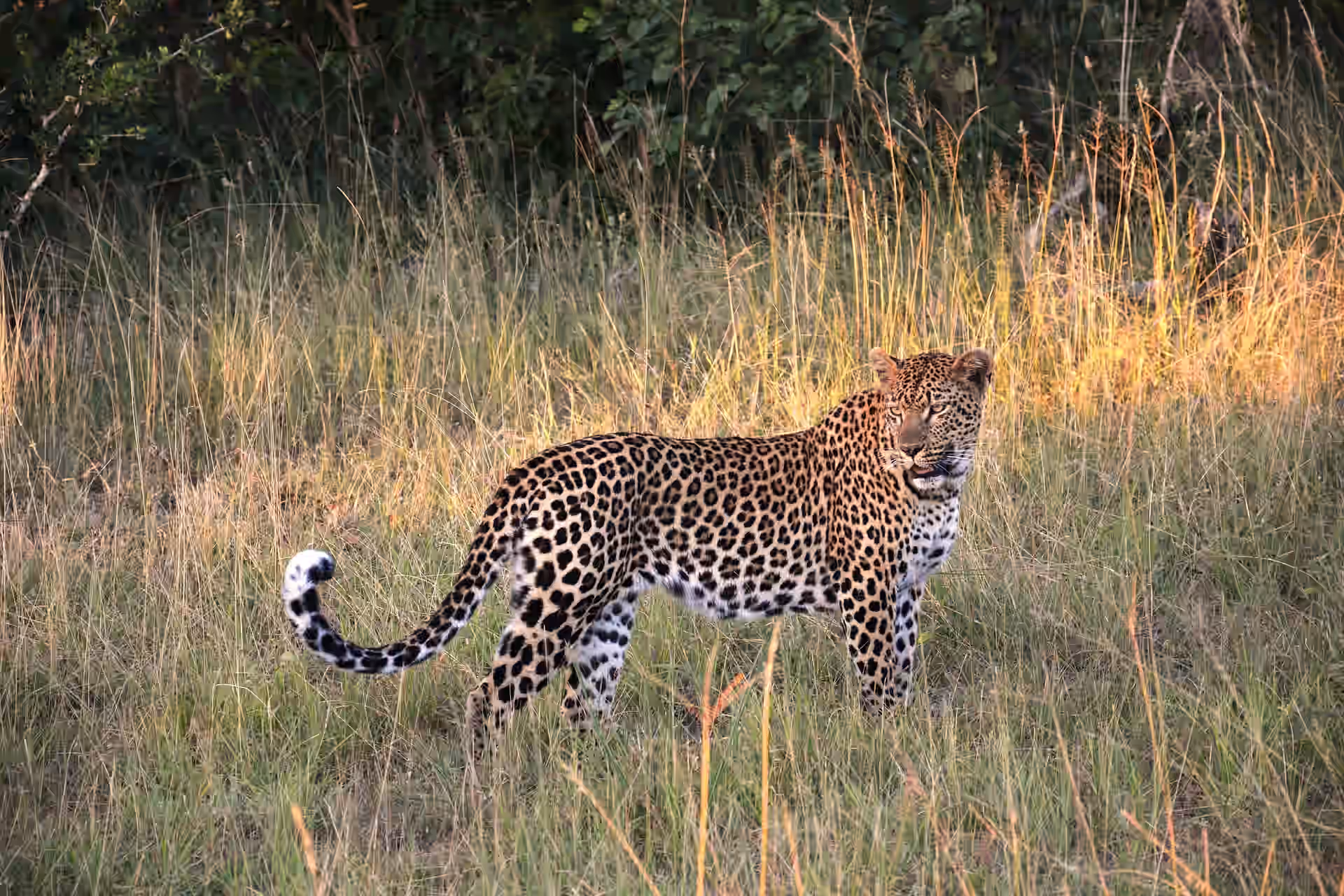 South Africa gallery 4