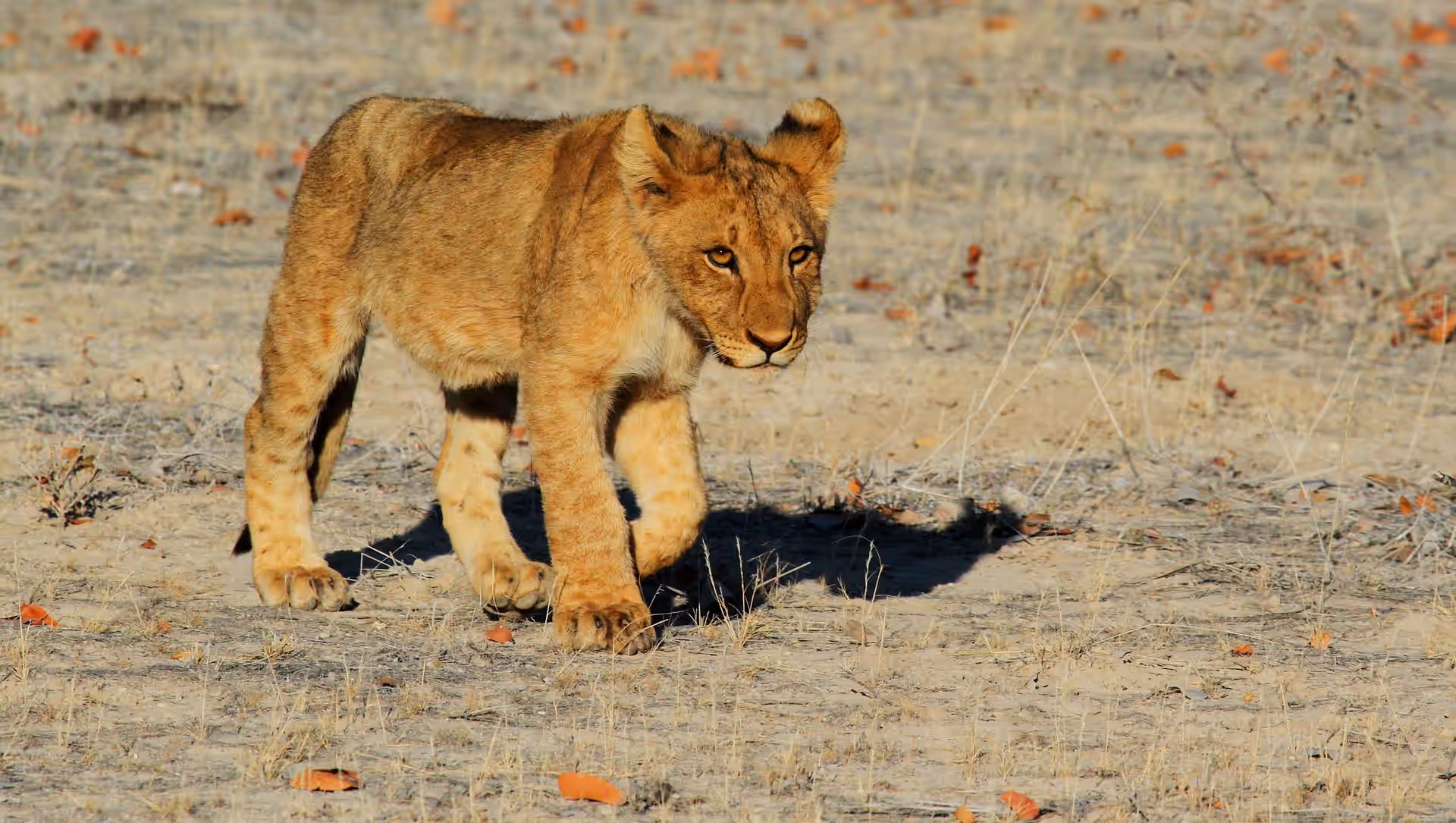 Grumeti Game Reserve gallery 2