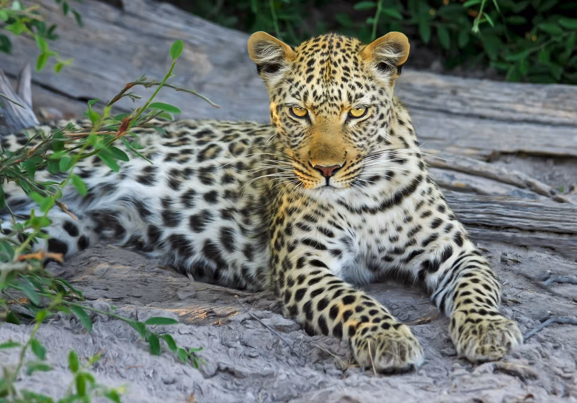 Grumeti Game Reserve gallery 0