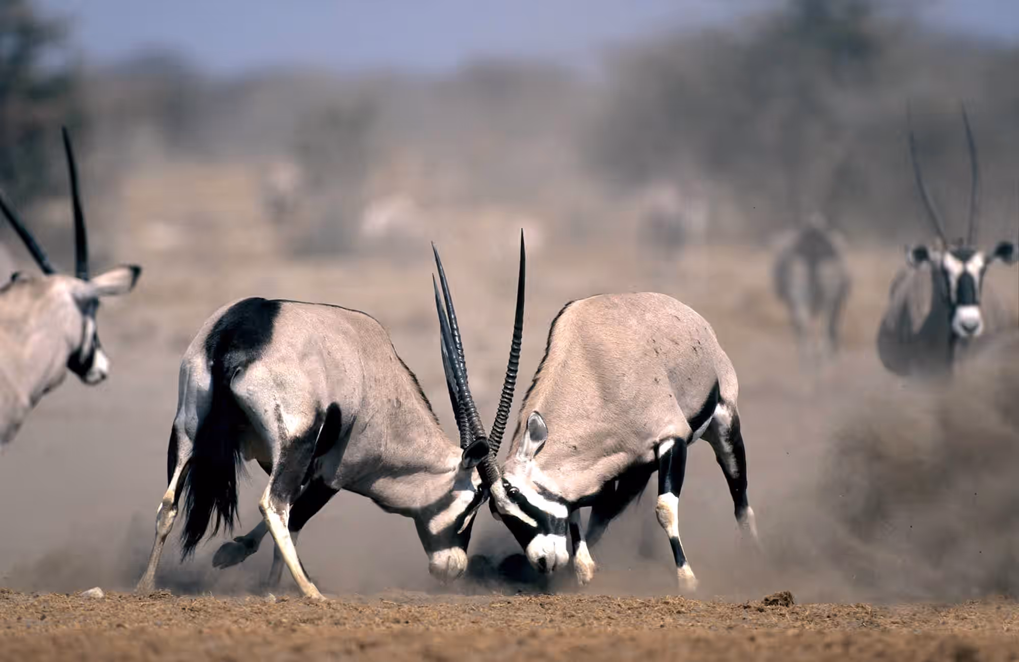 Etosha National Park