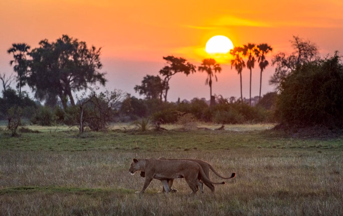 Moremi Game Reserve