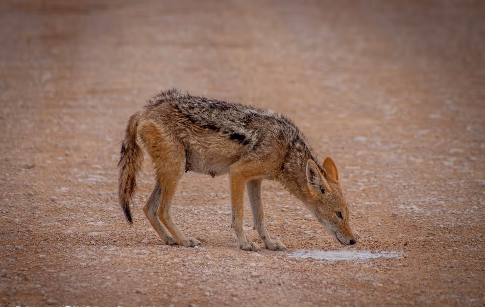 Etosha National Park gallery 5