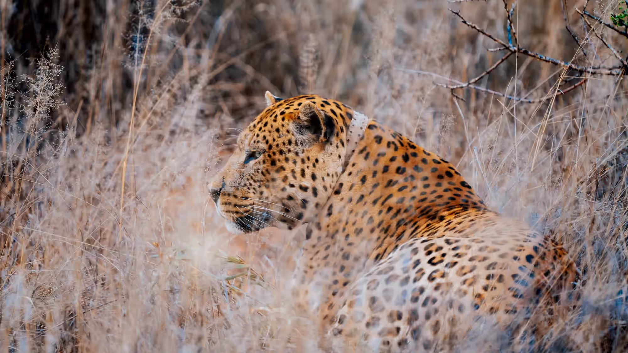 Okonjima Private Nature Reserve gallery 0