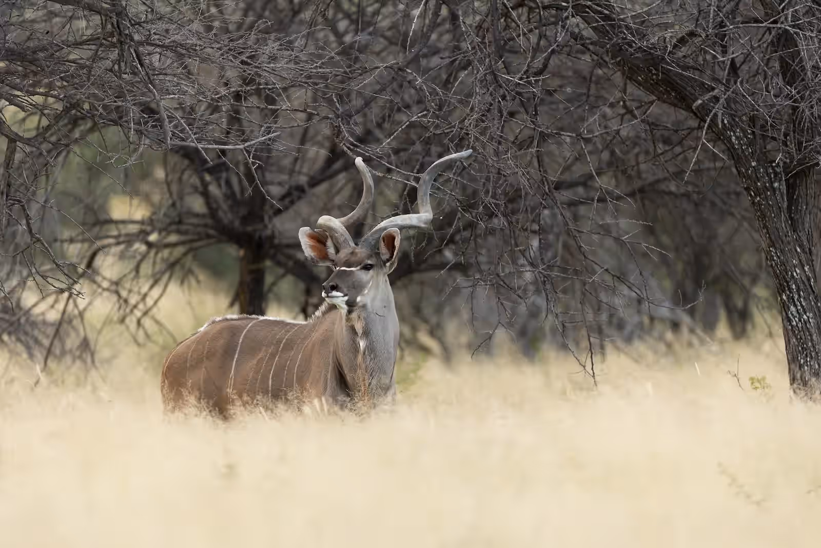 Okonjima Private Nature Reserve gallery 4