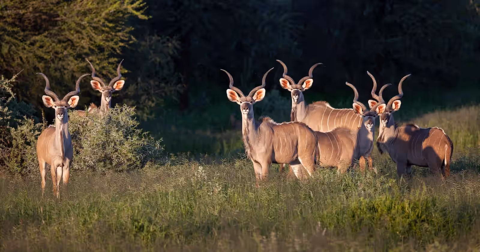 Okonjima Private Nature Reserve gallery 2
