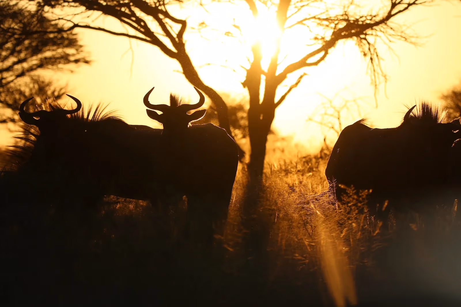 Okonjima Private Nature Reserve gallery 5