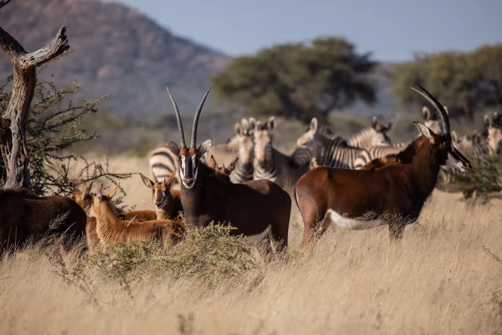 Okonjima Private Nature Reserve gallery 6
