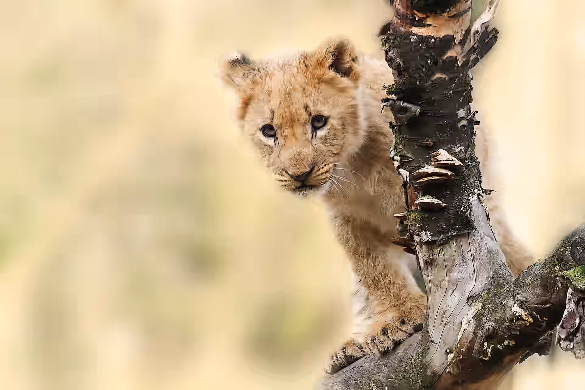 Burunge Wildlife Management Area. gallery 1